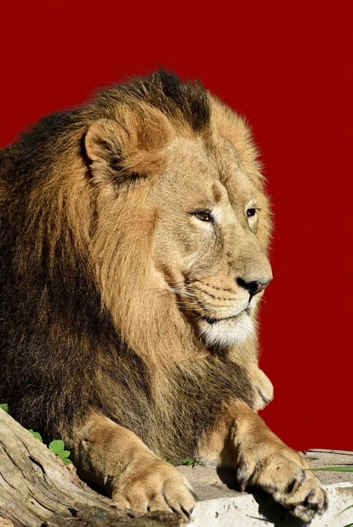Il Leone e il Grand Siècle